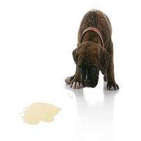 phenylpropanolamine side effects dogs