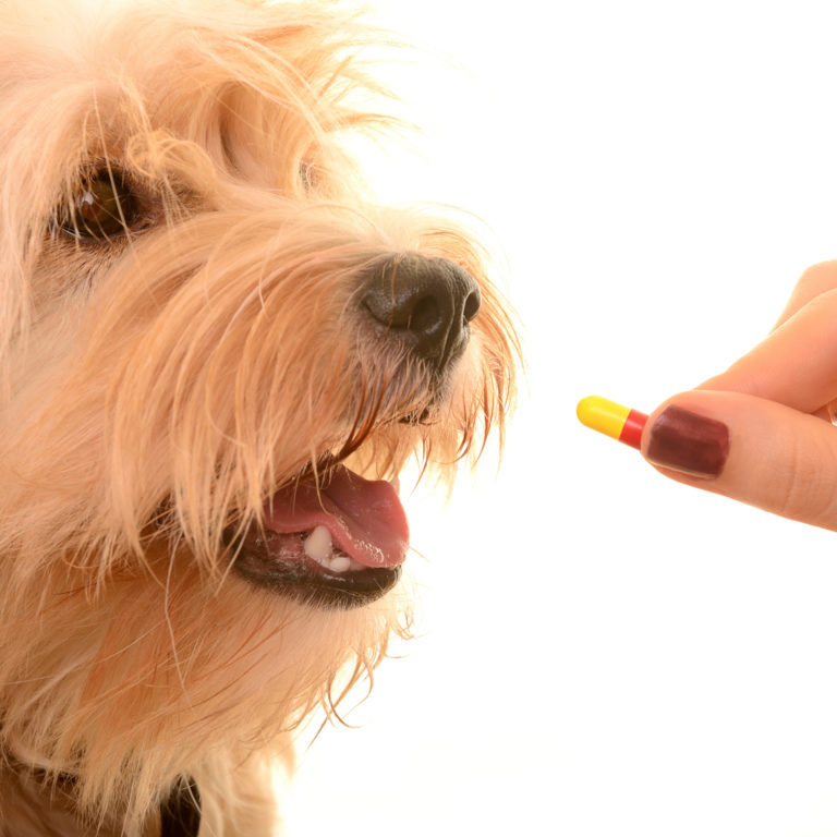 Potassium Bromide Capsule compounded for Dogs